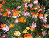 1oz MIXED CALIFORNIA POPPY Ballerina Mix Flower Seeds (Apprx 21,000 Seeds)