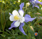 250 Blue Columbine Flower Seeds Aquilegia Caerulea Perennial