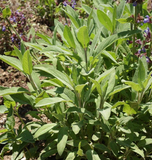 1oz Garden SAGE Herb Seeds Salvia officinalis A Must 4 Great Stuffing 3300 Seeds
