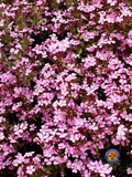 500 Soapwort Flower Seeds Saponaria ocymoides (Ground Cover)