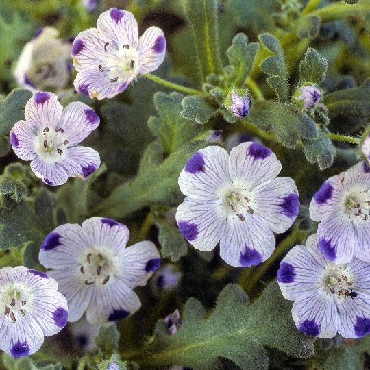 rf5 where to buy flower seeds 250 Five Spot Flower Seeds Nemophila maculata – The Gardening World
