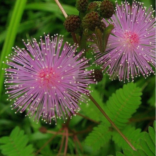 100 Sensitive Plant Seeds Mimosa Pudica - Fun For Kids - Easy To Grow!