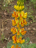 100 Yellow Lupine Flower Seeds Lupinus densiflorus aureus