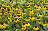 5000 Clasping Coneflower Flower Seeds Rudbeckia Dracopis Amplexicaulis