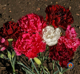 200 Clove Carnation Seeds Chabaud Mix Doubles Dianthus caryophyllus