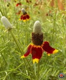 2000 Mexican Hat Flower Seeds Prairie Coneflower Ratibida Columnifera
