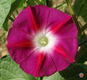 100 Morning Glory Scarlet O’Hara Flower Seeds Ipomoea nil
