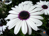 50 White Cape Daisy Flower Seeds Osteospermum eklonis