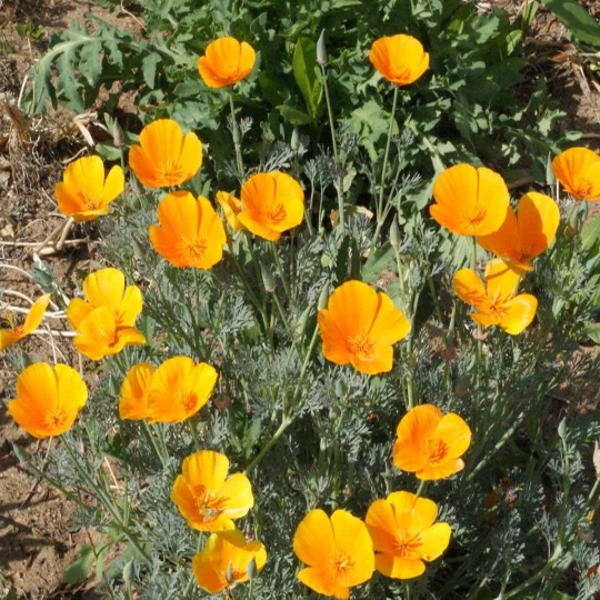 500 CALIFORNIA POPPY ORANGE Eschscholzia Californica Flower Seeds
