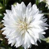 1oz Tall White Bachelor Button Cornflower Flower Seeds (Approx 5500 Seeds)