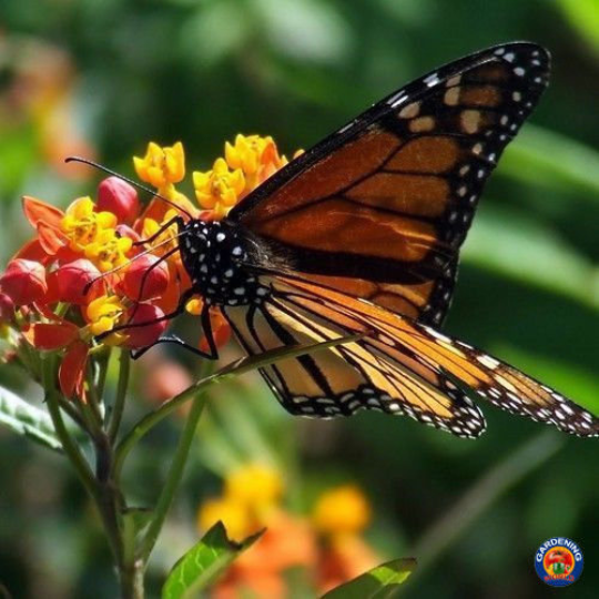 blood flower milkweed seeds 100 Bloodflower Butterfly Milkweed Flower Seeds Asclepias Curassavica – The  Gardening World