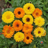 75 Calendula officinalis "Pacific Beauty Mix" Flower Seeds (Edible Marigold)