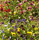 100 Pansy ‘Swiss Giants Mix’ Flower Seeds Viola wittrockiana
