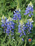 50 Texas Bluebonnet Flower Seeds Lupinus texensis Bluebonnets