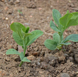 45 Sweet Pea Seeds ‘Heirloom Mix’ Flower Seeds Annual Lathyrus odoratus