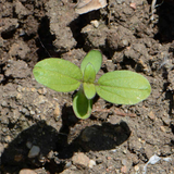 75 Sunflower ‘Chocolate Cherry’ Flower Seeds Helianthus annuus