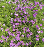 250 PURPLE MOSS VERBENA Flower Seeds Verbena tenuisecta (Ground Cover) Drought Tolerant