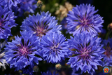 500 Dwarf Blue Bachelor Button Corn flower Seeds Wildflowers