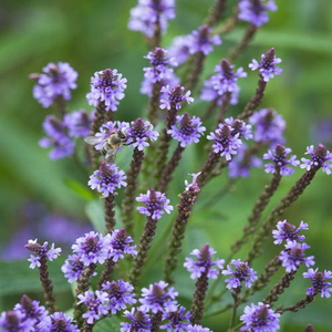 1000 BLUE VERVAIN Verbena Hastata Flower Seeds Swamp Verbena