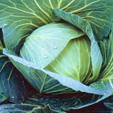 250 Heirloom Late Flat Dutch Cabbage Seeds
