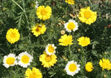 1oz Garland Crown Daisy Flower Seeds Chrysanthemum (Approx 18,000 Seeds)