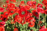 5000 Red Corn Poppy Flower Seeds Papaver rhoeas