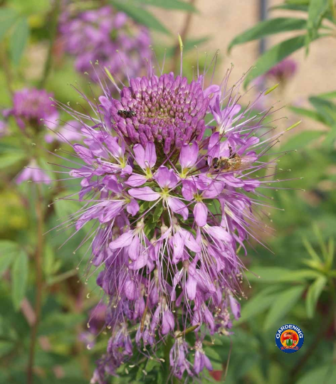 rocky mountain bee plant seeds 200 Rocky Mountain Beeplant Flower Seeds Cleome serrulata – The Gardening World