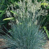 2000 BLUE FESCUE Fesnea Glauca Ornamental Grass Seeds Festuca ovina glauca