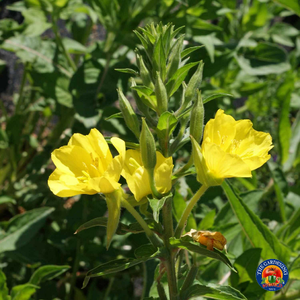 1000 Evening Primrose Flower Seeds Opens Right Before Your Eyes Oenothera biennis