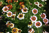 1oz Painted Daisy Mix Flower Seeds Chrysanthemum carinatum (Approx 12,000 Seeds)