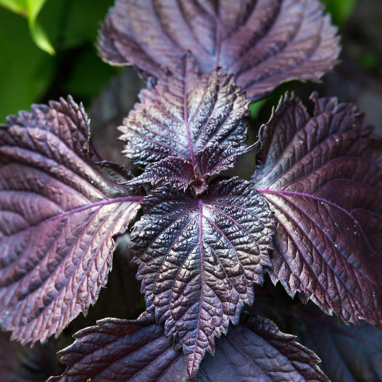 100 Purple Shiso Seeds Japanese Basil Red Mint frutescens Herb