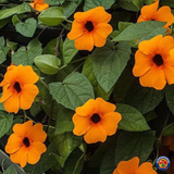 100 Black Eyed Susan Vine Thunbergia Alata Flower Seeds