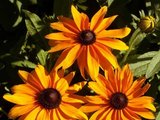 250 Rudbeckia ‘Marmalade’ Flower Seeds Rudbeckia Hirta Black Eyed Susan