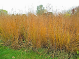 1000 Big Bluestem Seeds American Native Prairie Grass Andropogon gerardii