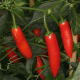 100 Serrano Tampiqueno Pepper Seeds Hot
