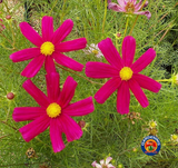 1oz Cosmos RED DAZZLER Flower Seeds - (Approx 4500 Seeds)