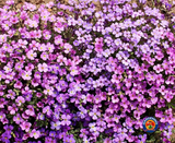 5,000 PURPLE ROCKCRESS Aubrieta Deltoidea Flower Seeds (Ground Cover)