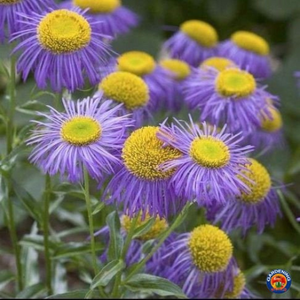 1oz FLEABANE DAISY Erigeron Speciosus Flower Seeds (Approx 118,000 Seeds)