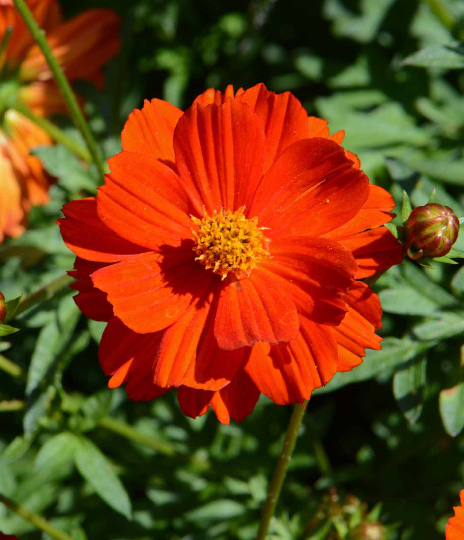 250 Cosmos Sulphur Dwarf Red Flower Seeds – The Gardening World