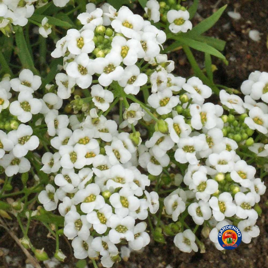 500 WHITE SWEET ALYSSUM Carpet Of Snow Flower Seeds
