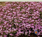500 Soapwort Flower Seeds Saponaria ocymoides (Ground Cover)