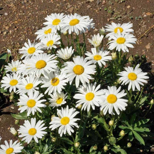 500 DWARF SHASTA DAISY Chrysanthemum Flower Seeds "Silver Princess"