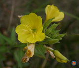 1000 Evening Primrose Flower Seeds Opens Right Before Your Eyes Oenothera biennis