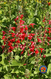 200 Scarlet Sage Flower Seeds Salvia Coccinea Blood Texas Red Sage