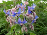 150 BLUE STAR BORAGE Borago Officinalis Herb Flower Seeds