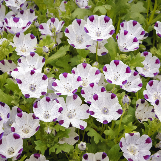 flower seeds rf5 250 Five Spot Flower Seeds Nemophila maculata – The Gardening World