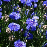 500 Tall Blue Bachelor Button Cornflower Flower Seeds