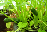 65 Black Beauty Zucchini Summer Heirloom Squash Seeds