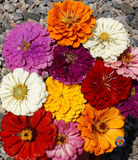 1oz Zinnia "California Giants Mix" Flower Seeds (Approx 4200 Seeds)
