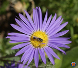 1oz Prairie Aster Tahoka Daisy Seeds Violet Blue Purple (Apprx 25,000 Seeds)
